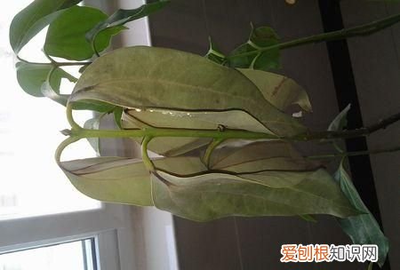 平安树老掉叶子怎么办 平安树老掉叶子怎么解决