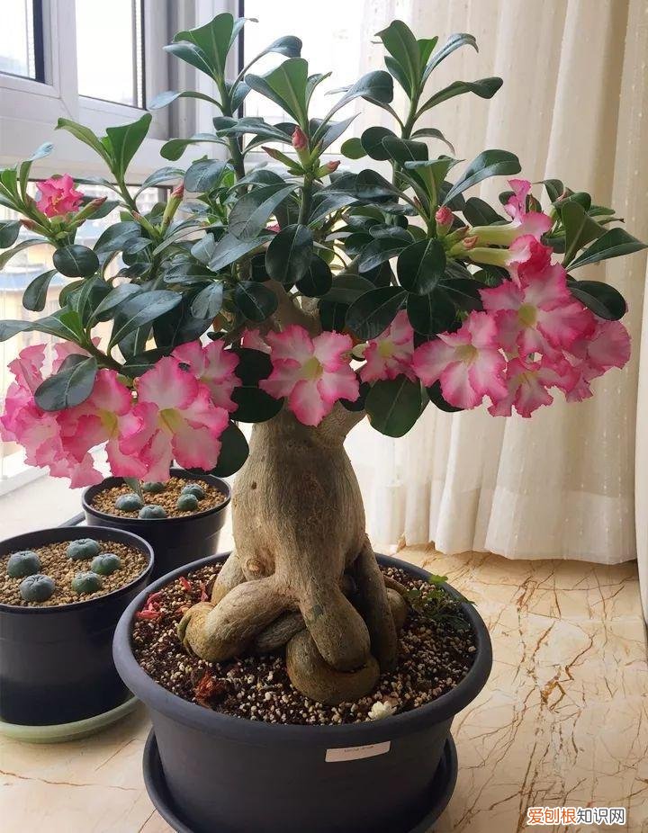 一年四季都能开花的植物有哪些 一年四季都盛开的花是什么花