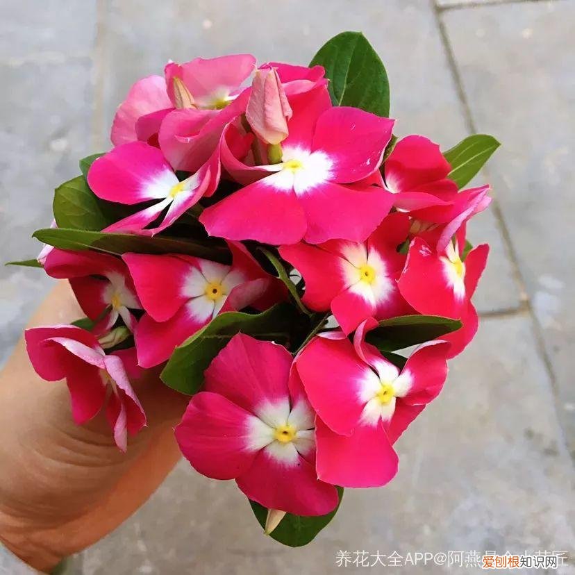 一年四季都能开花的植物有哪些 一年四季都盛开的花是什么花