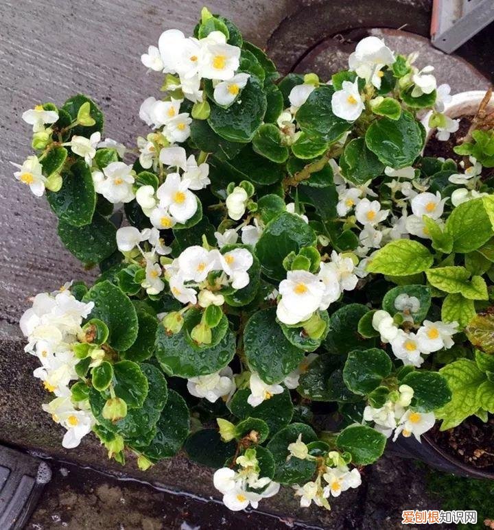 一年四季都能开花的植物有哪些 一年四季都盛开的花是什么花