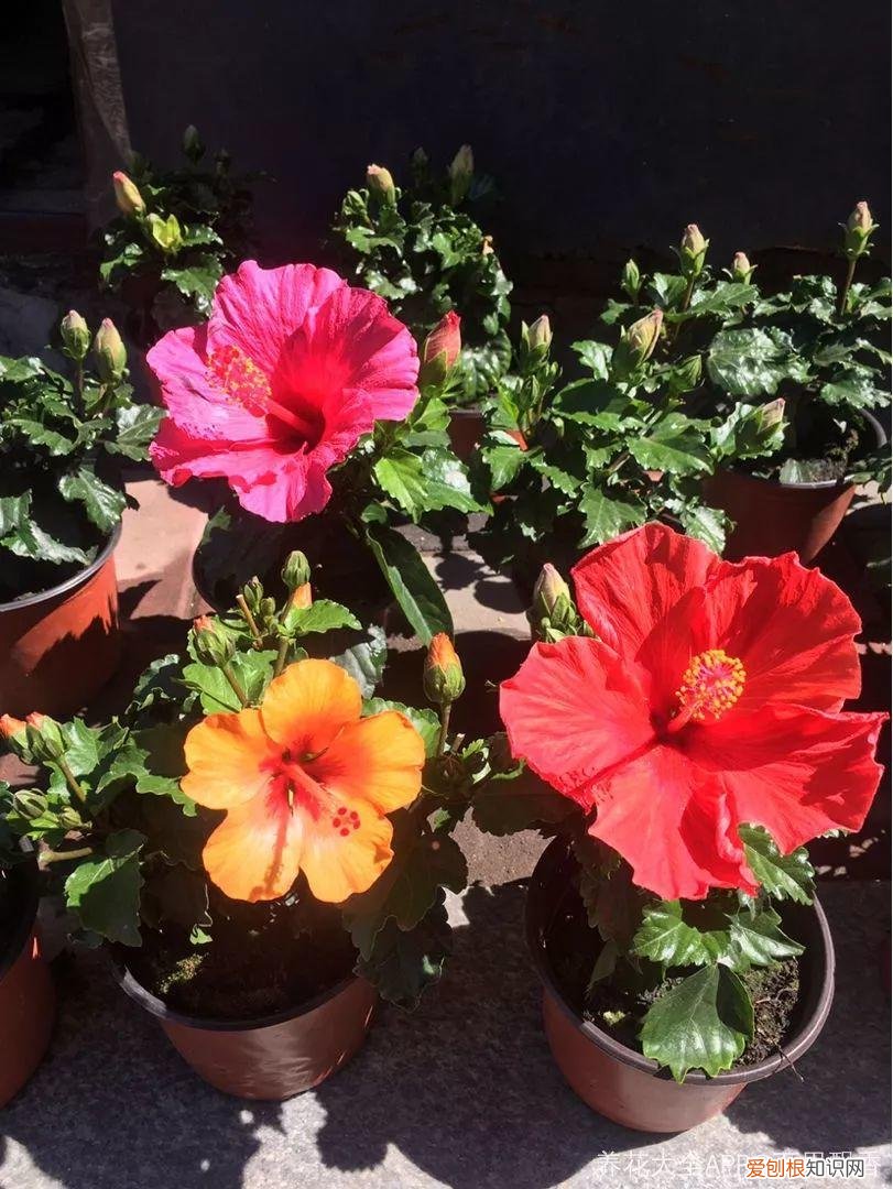 一年四季都能开花的植物有哪些 一年四季都盛开的花是什么花