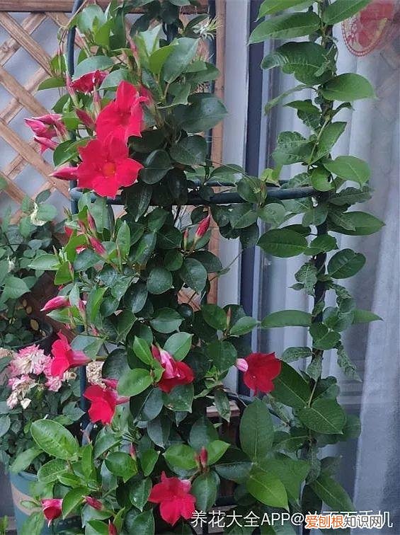 一年四季都能开花的植物有哪些 一年四季都盛开的花是什么花