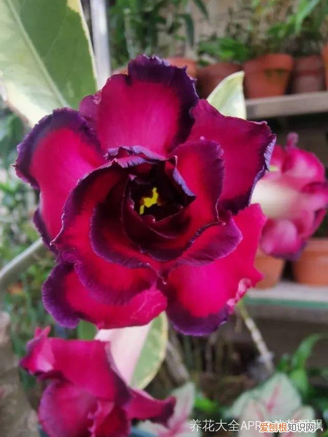 一年四季都能开花的植物有哪些 一年四季都盛开的花是什么花