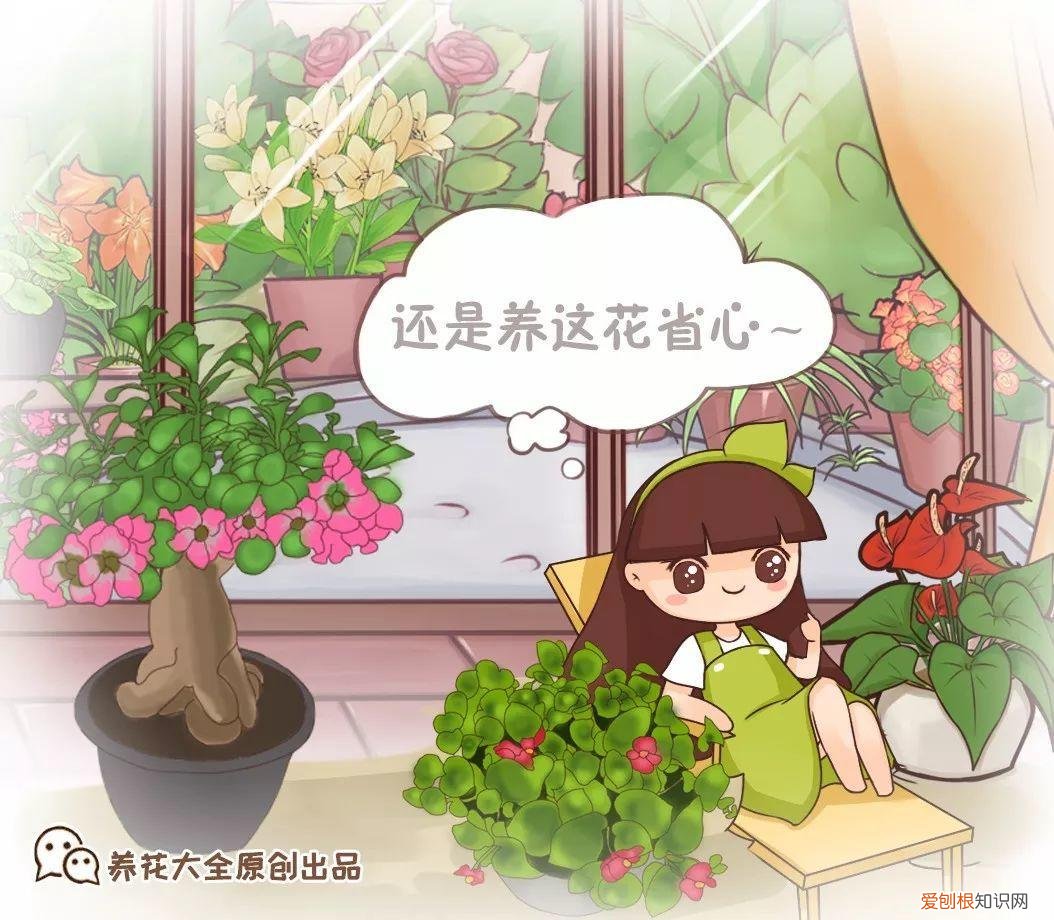 一年四季都能开花的植物有哪些 一年四季都盛开的花是什么花