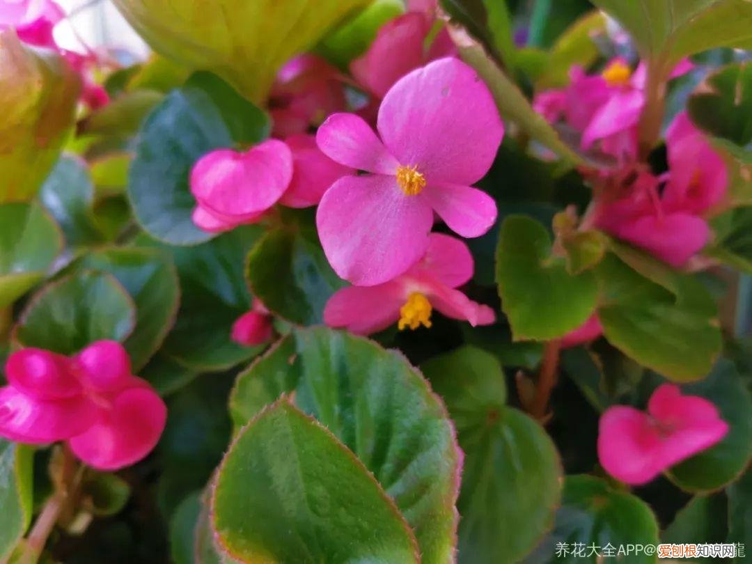 一年四季都能开花的植物有哪些 一年四季都盛开的花是什么花