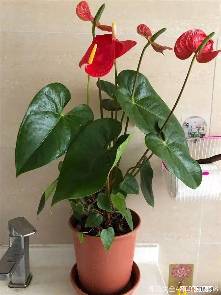 一年四季都能开花的植物有哪些 一年四季都盛开的花是什么花