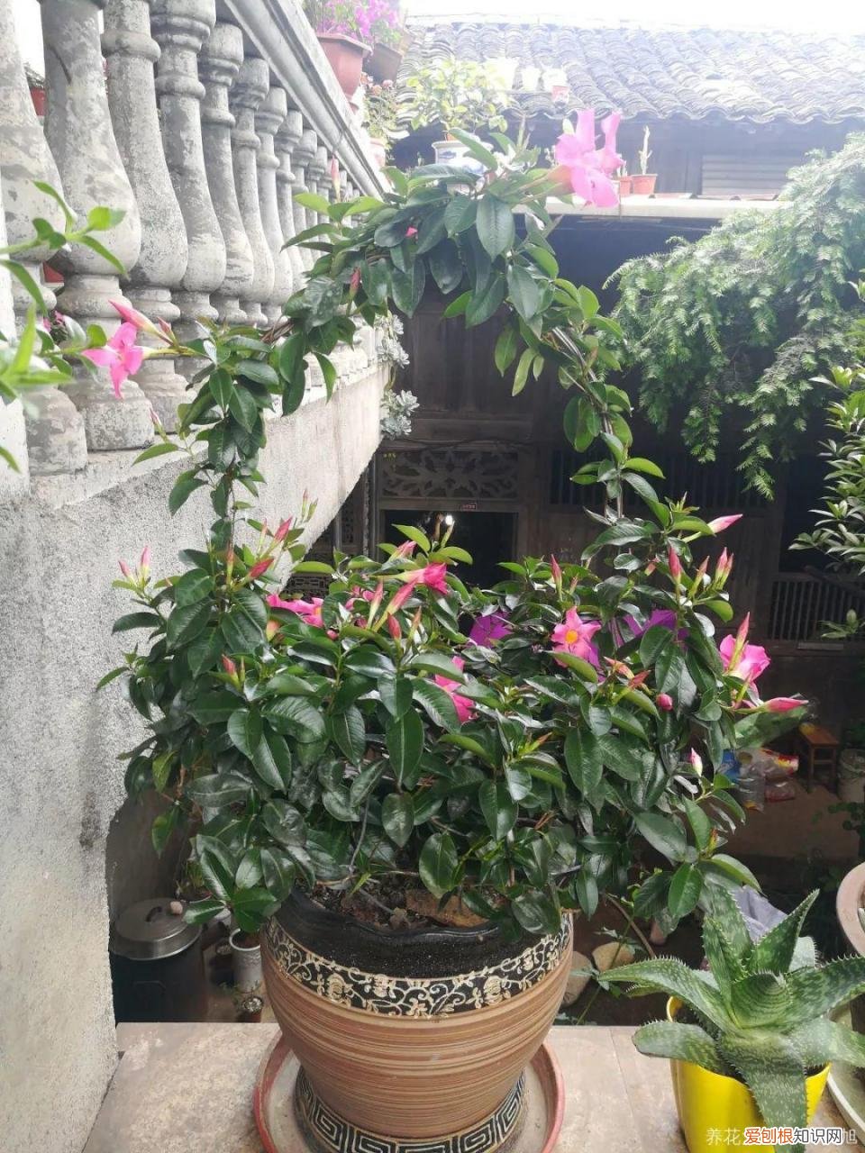 一年四季都能开花的植物有哪些 一年四季都盛开的花是什么花