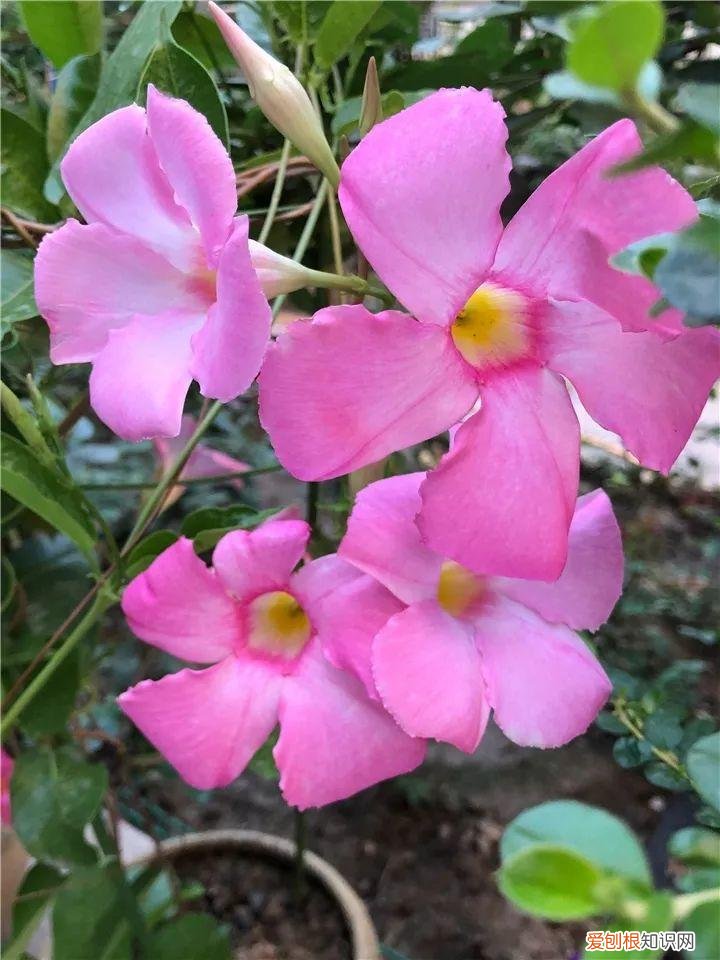 一年四季都能开花的植物有哪些 一年四季都盛开的花是什么花