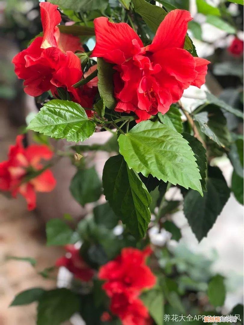 一年四季都能开花的植物有哪些 一年四季都盛开的花是什么花