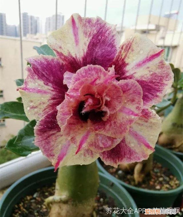 一年四季都能开花的植物有哪些 一年四季都盛开的花是什么花