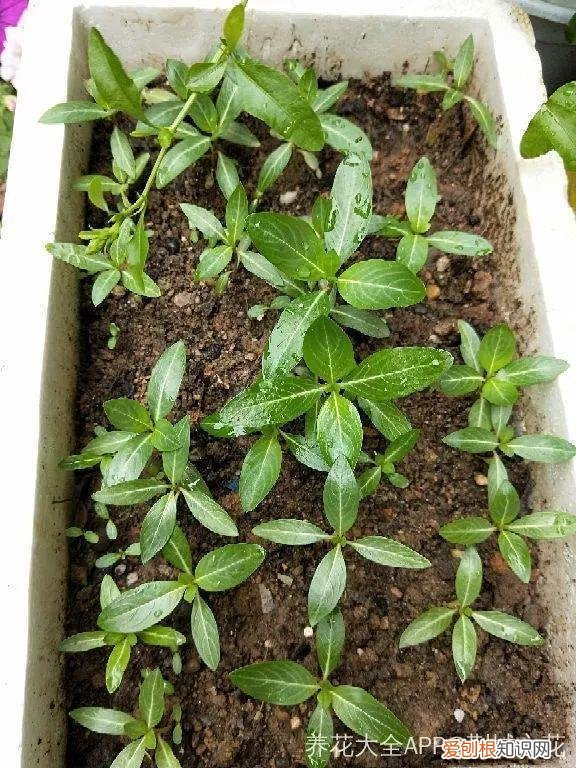 一年四季都能开花的植物有哪些 一年四季都盛开的花是什么花