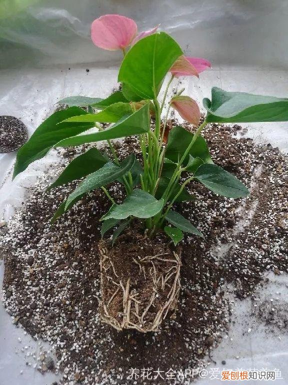 一年四季都能开花的植物有哪些 一年四季都盛开的花是什么花