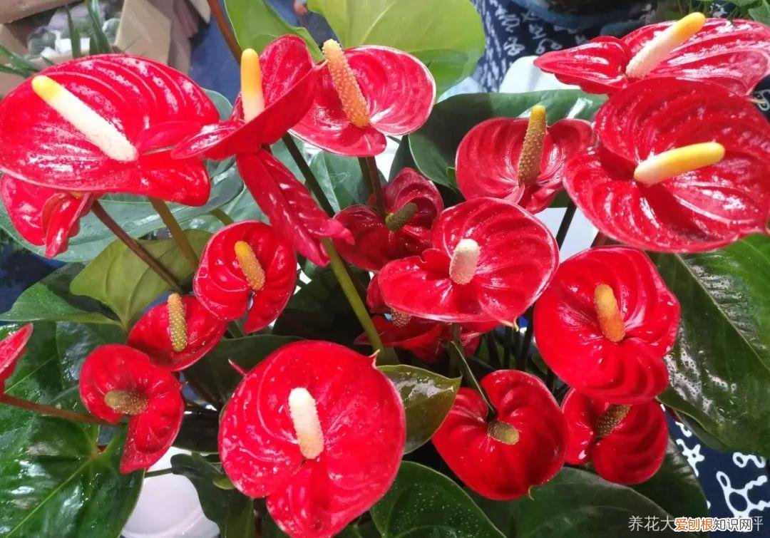 一年四季都能开花的植物有哪些 一年四季都盛开的花是什么花