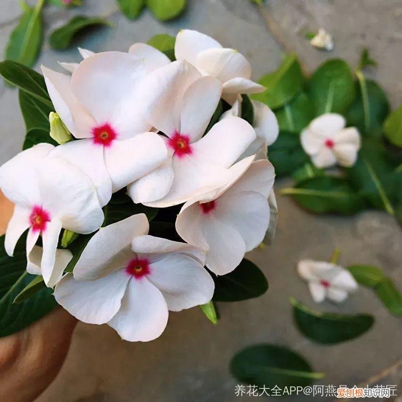 一年四季都能开花的植物有哪些 一年四季都盛开的花是什么花