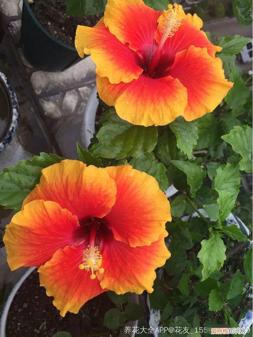 一年四季都能开花的植物有哪些 一年四季都盛开的花是什么花