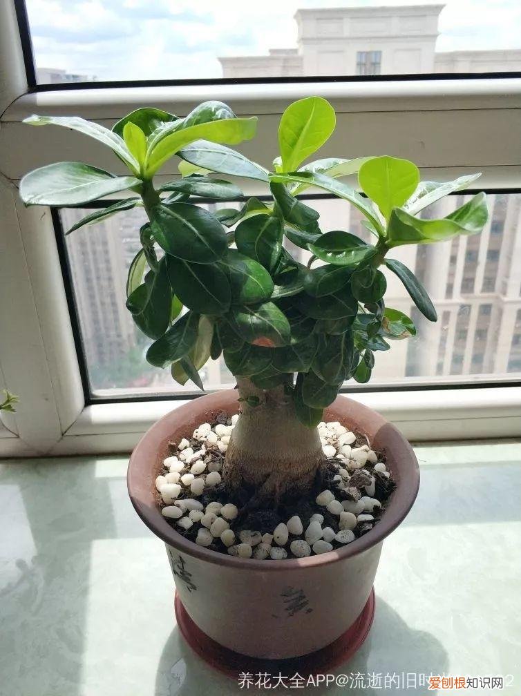 一年四季都能开花的植物有哪些 一年四季都盛开的花是什么花