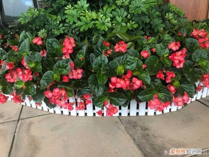 一年四季都能开花的植物有哪些 一年四季都盛开的花是什么花