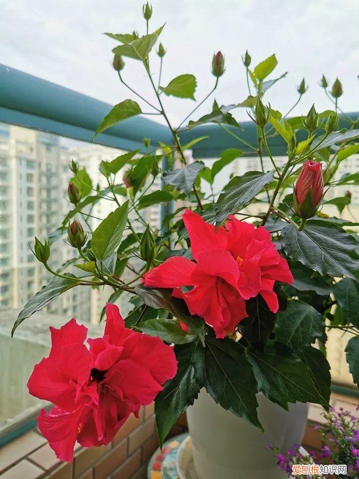 一年四季都能开花的植物有哪些 一年四季都盛开的花是什么花