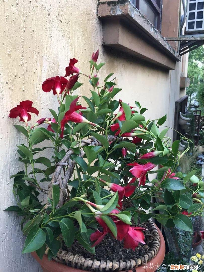 一年四季都能开花的植物有哪些 一年四季都盛开的花是什么花