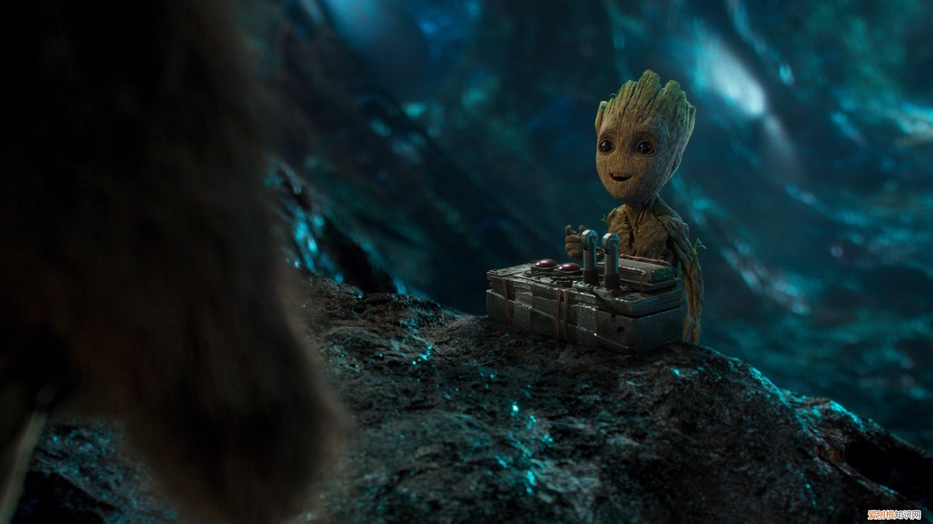 猞猁能活多久,价格多少钱一只