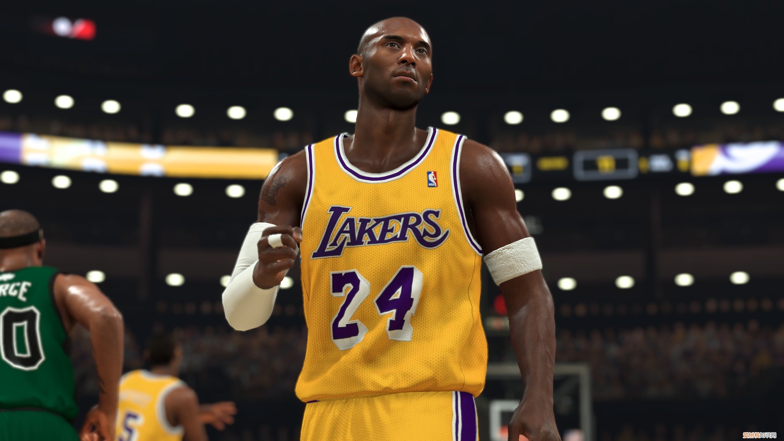 猞猁能活多久,价格多少钱一只