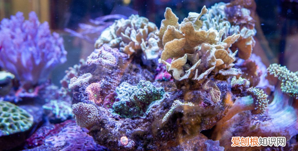 珊瑚为什么是动物 珊瑚为什么是动物而不是植物