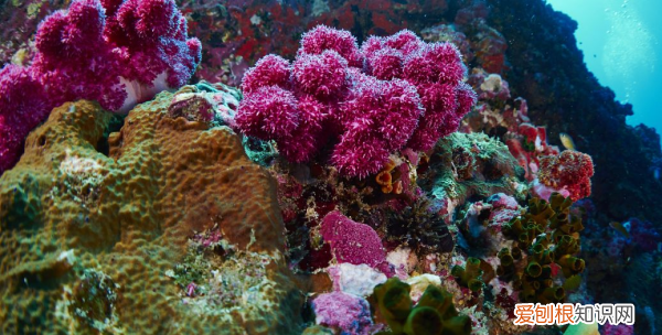 珊瑚为什么是动物 珊瑚为什么是动物而不是植物