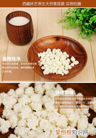 雪莲菌的营养价值 雪莲菌的营养价值介绍