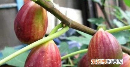 无花果香甜可口，盆栽无花果怎么施肥