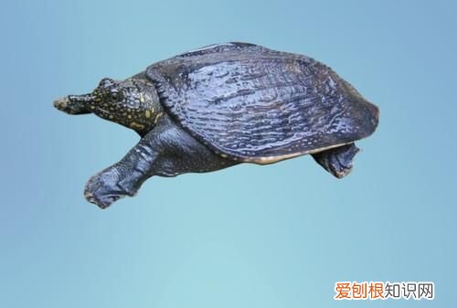 甲鱼属于什么纲动物 甲鱼介绍，鳖鳌各是什么的鱼类给特征介绍