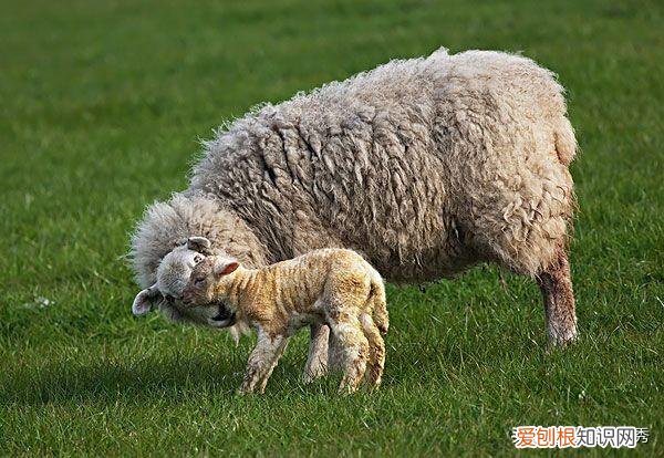自来卷不是纯正的汉人 中国自来卷是什么血统