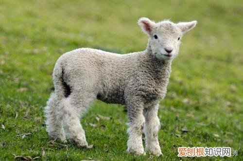 自来卷不是纯正的汉人 中国自来卷是什么血统