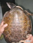 山瑞鳖是几级保护动物，甲鱼是几级保护动物 甲鱼是保护动物