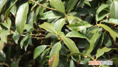 桂花叶子尖发焦咋回事，冬天桂花树叶尖枯焦掉怎么回事