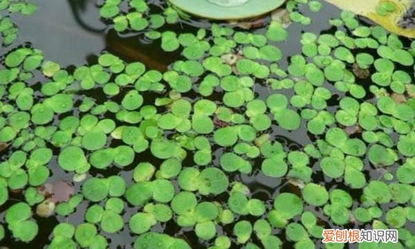 浮萍是什么意思，浮萍是什么植物 浮萍介绍