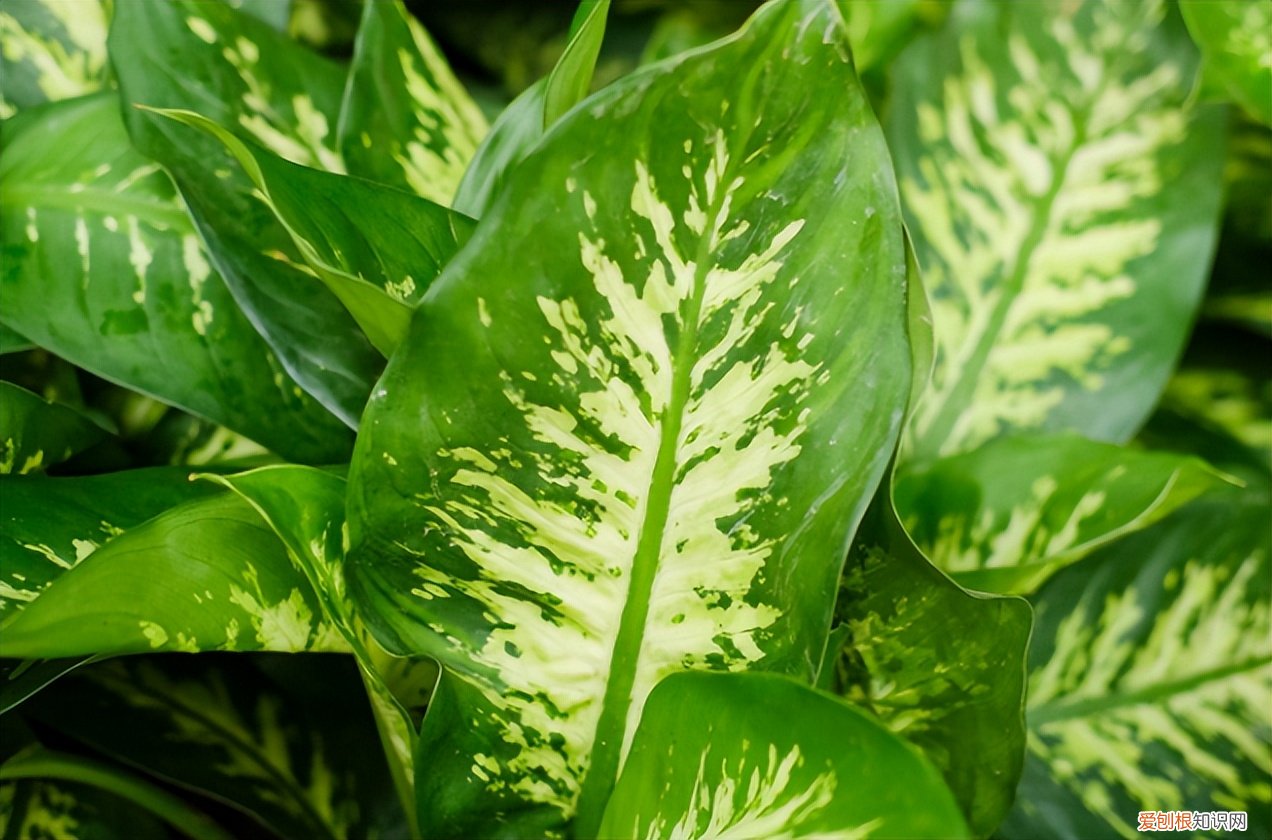 万年青的养殖方法和注意事项 万年青的养殖方法和注意事项