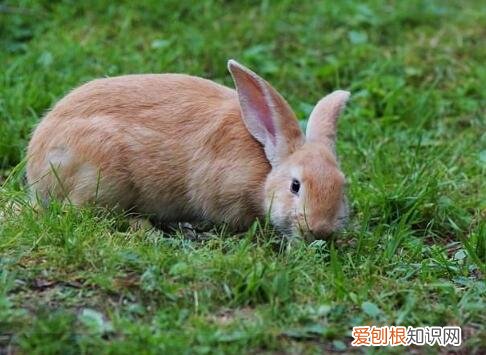 农村家庭养兔方法 养兔一千只政府给多少补贴