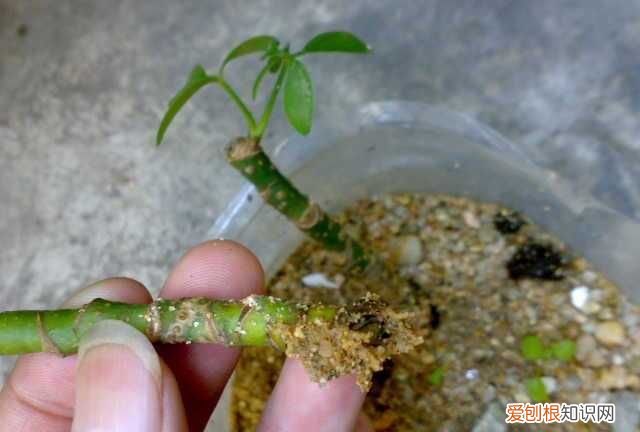 鸭脚木嫩枝可以扦插，鸭脚木夏天可以扦插 鸭脚木夏天能扦插