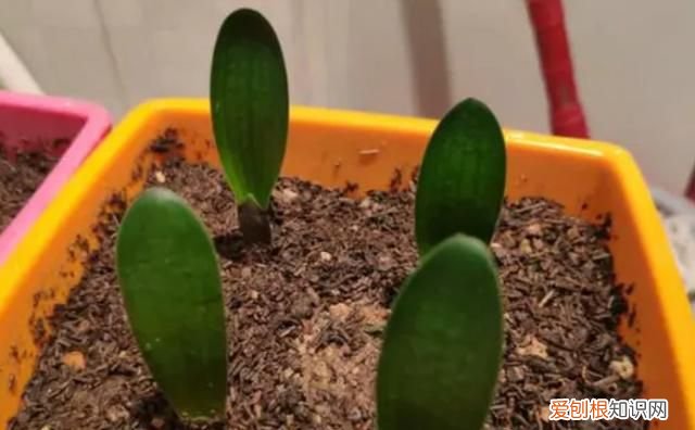 君子兰种子什么时候成熟 君子兰种子成熟的时间