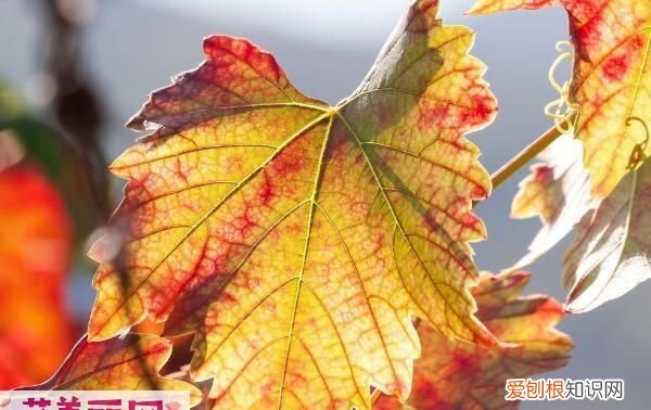 秋天的紫外线比夏天强 在秋天紫外线会不会特别强