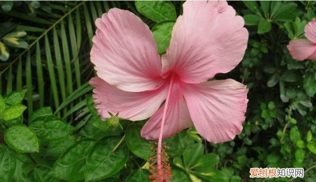 扶桑花败后怎么修剪，扶桑花怎么修剪 扶桑花如何修剪