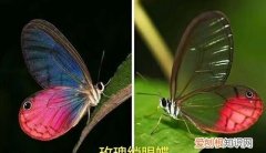 蝴蝶的触角像什么东西，蝴蝶的触角像什么 蝴蝶的介绍