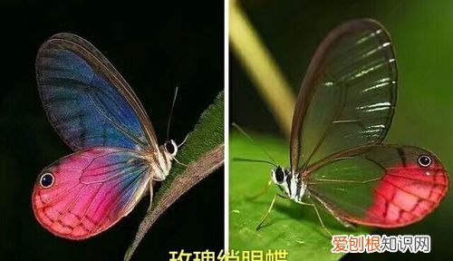 蝴蝶的触角像什么东西，蝴蝶的触角像什么 蝴蝶的介绍