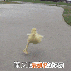 狗在什么情况下能看见鬼 狗看见鬼有几种表现