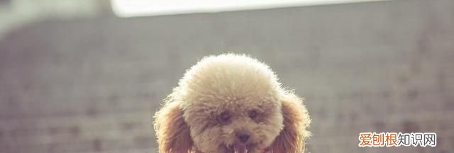 新颖有趣的宠物狗创意名字 新颖有趣的宠物狗创意名字大全集