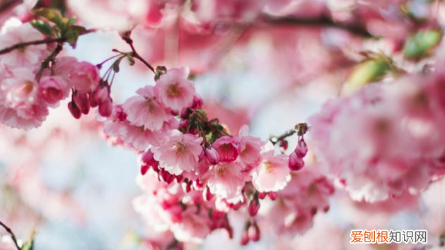 好听的群成员头衔名称大全 六个优雅等级头衔