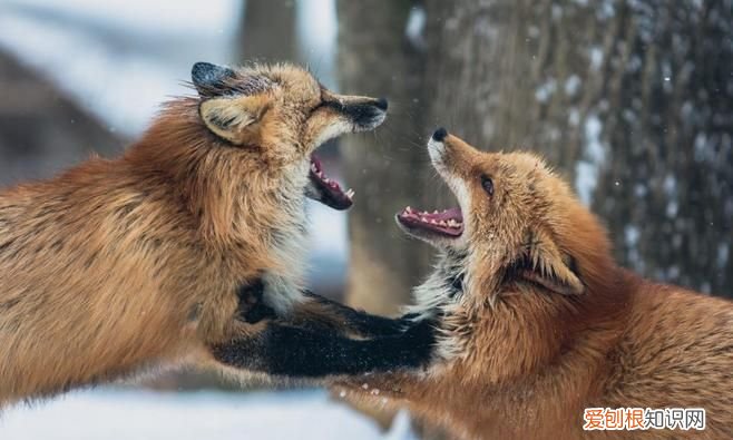 狐獴是什么科动物，狐狸属于什么科动物 狐狸介绍