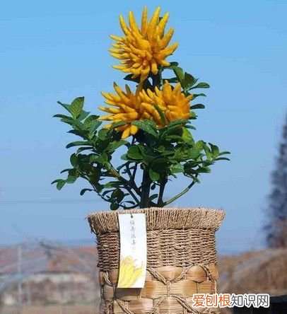 盆栽佛手的栽培管理方法 盆栽佛手的栽培管理方法是什么