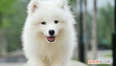 萨摩耶配种多长时间 萨摩耶配种多久