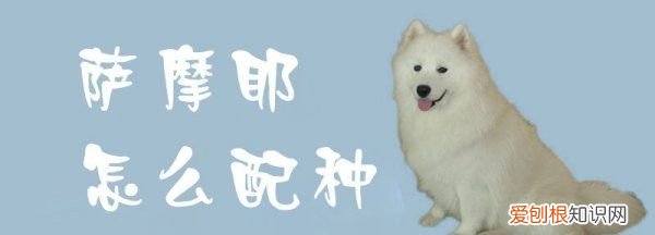 萨摩耶配种多长时间 萨摩耶配种多久